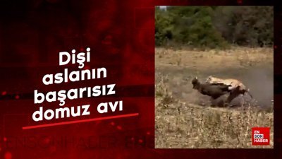 Dişi aslanın başarısız domuz avı