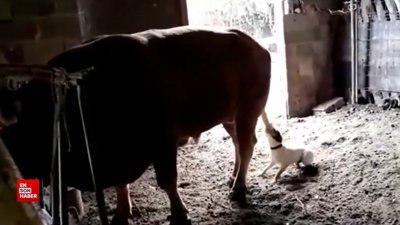 Boğayla oynayan köpeğin acıklı sonu