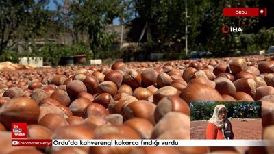 Ordu'da kahverengi kokarca kabusu: Fındık üreticisi çaresiz