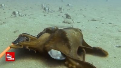 Ahtapot yakaladığı köpek balığını yutmaya çalıştı