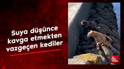 Suya düşünce kavga etmekten vazgeçen kediler