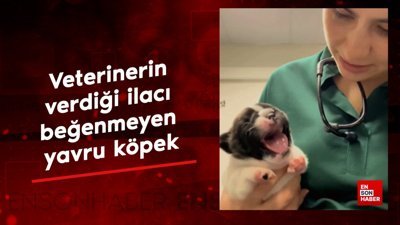 Veterinerin verdiği ilacı beğenmeyen yavru köpek