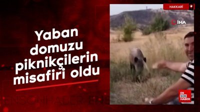 Hakkari'de yaban domuzu piknikçilerin misafiri oldu