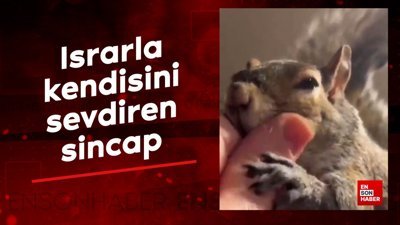 Israrla kendisini sevdiren sincap