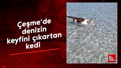 İzmir Çeşme’de denizin keyfini çıkartan kedi