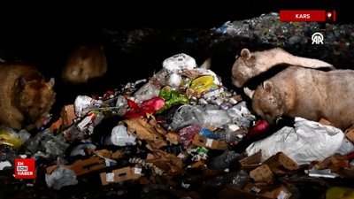 Kars'ta bozayılar şehir çöplüğünde beslenirken görüntülendi