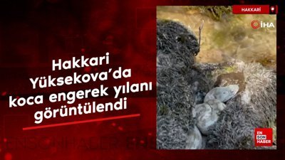 Yüksekova'da koca engerek yılanı görüntülendi