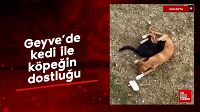 Geyve'de kedi ile köpeğin dostluğu