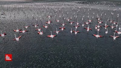 Tuz Gölü'ndeki üreme alanlarında 4 bin 300 yavru flamingo tespit edildi
