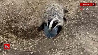 Kırıkkale'de yaralı halde bulunan bal porsuğu, tedavi altına alındı