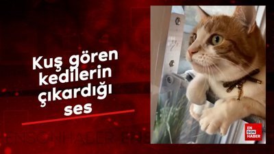 Kuş gören kedilerin çıkardığı ses