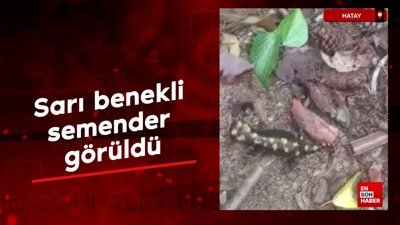 Nesli tehdit altındaki ‘sarı benekli semender' Hatay'da görüldü