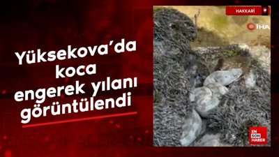 Yüksekova'da koca engerek yılanı görüntülendi
