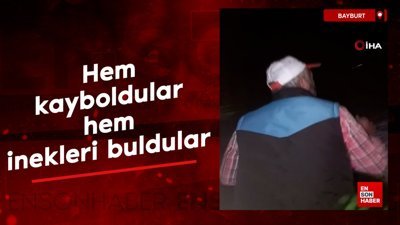 Bayburt'ta Karadeniz fıkrası gibi inek arama çalışması