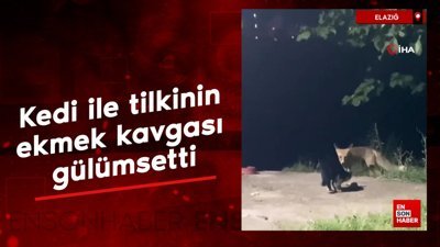 Elazığ'da kedi ile tilkinin ekmek kavgası gülümsetti