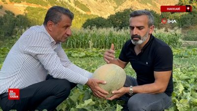 Hakkari'de yetiştirilen kavunların ağırlığı 10 kiloyu buluyor
