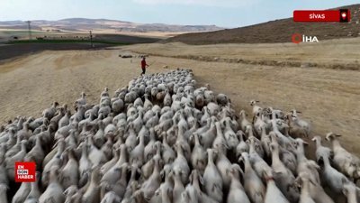 Sivas'ta hayvancıların çoban isyanı: Türk kalmadı