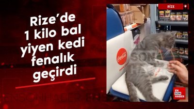 Rize'de 1 kilo bal yiyen kedi fenalık geçirdi