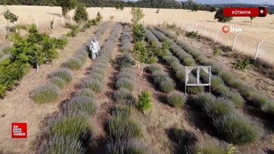 Kütahya'da lavanta bahçesinde hasat başladı