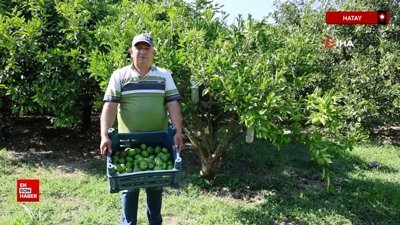 Hatay'da mandalina hasadında çalışacak işçi bulamayınca kendi hasat yapıyor