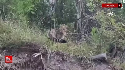 Karabük'te yaban kedisi görüntülendi