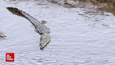 Kartal, timsahın yemeğini çalarken geri kaptırdı