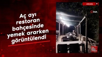 Ankara'da aç ayı restoran bahçesinde yemek ararken görüntülendi