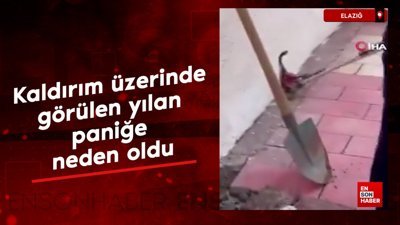 Elazığ'da kaldırım üzerinde görülen yılan, paniğe neden oldu