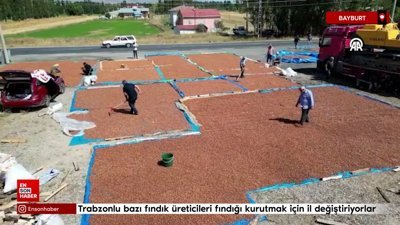Trabzonlu bazı fındık üreticileri fındığı kurutmak için il değiştiriyor
