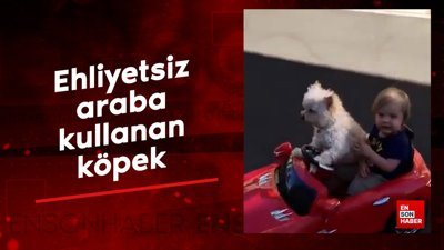 Ehliyetsiz araba kullanan köpek