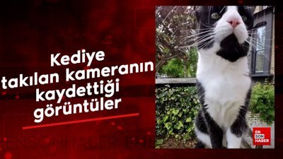Kediye takılan kameranın kaydettiği görüntüler