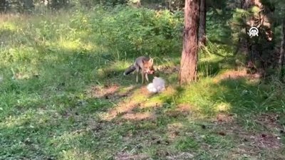 Sarıkamış'ta kızıl tilki piknikçilerin yemeğine ortak oldu
