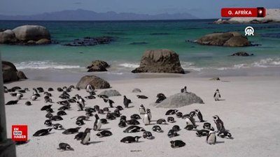 Nesli tükenme tehlikesi altında olan Afrika penguenleri görüntülendi