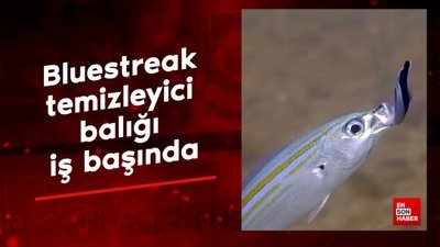 Bluestreak temizleyici balığı iş başında