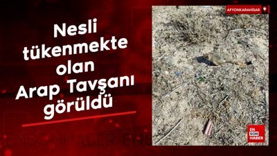 Afyonkarahisar’da nesli tükenmekte olan Arap Tavşanı görüldü