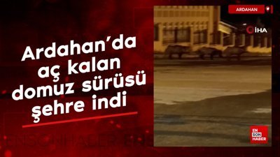 Ardahan'da aç kalan domuz sürüsü şehre indi