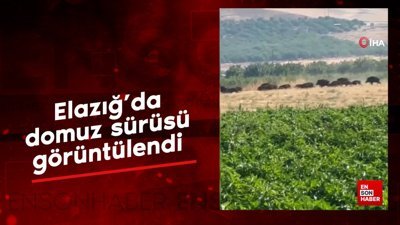 Elazığ’da domuz sürüsü görüntülendi
