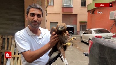 Rize'de yolda yaralı kartal buldu
