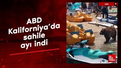 ABD Kaliforniya’da sahile ayı indi