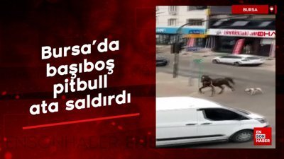 Bursa'da başıboş pitbull ata saldırdı