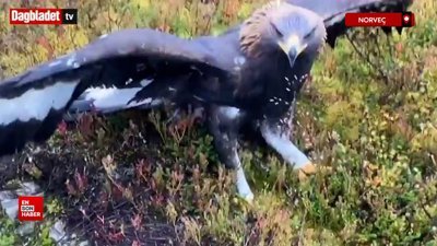 Norveç'te kartal 4 kişiye saldırdı: Aralarında bebek de var