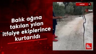 Hatay'da balık ağına takılan yılan itfaiye ekiplerince kurtarıldı