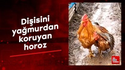 Dişisini yağmurdan koruyan horoz