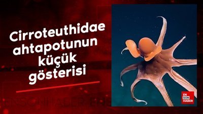 Cirroteuthidae ahtapotunun küçük gösterisi