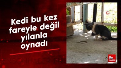 Elazığ'da kedi bu kez fareyle değil yılanla oynadı
