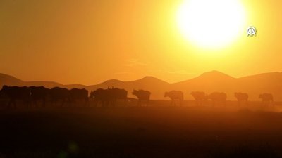 Erciyes'in eteklerinde yayılan mandaların sayısı devlet desteğiyle arttı