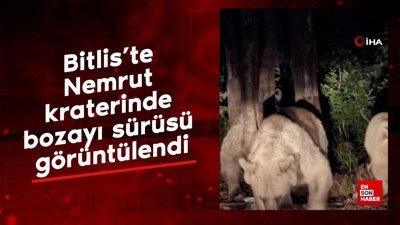 Bitlis'te Nemrut kraterinde bozayı sürüsü görüntülendi
