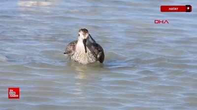 Hatay'da kara karınlı kumkuşunun sulak alanda serinlediği anlar