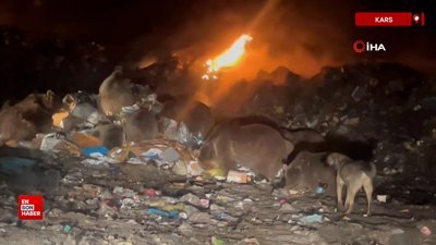 Sarıkamış'ta çöplüğe inen ayılarla selfie