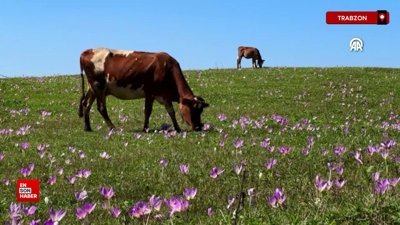 Trabzon'da yayladan dönüşün habercisi vargit'ler çiçek açtı
